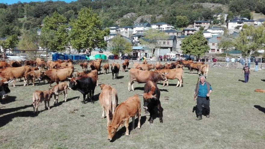 Feria de ganado en Porto, esta mañana