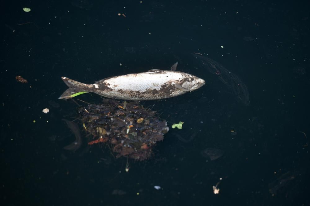 Aparecen peces muertos flotando en el río Lérez