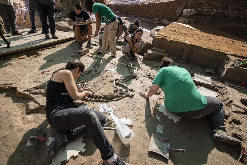 Troben l'esquelet d'un bòvid de fa 3 milions d'anys al Camp dels Ninots de Caldes