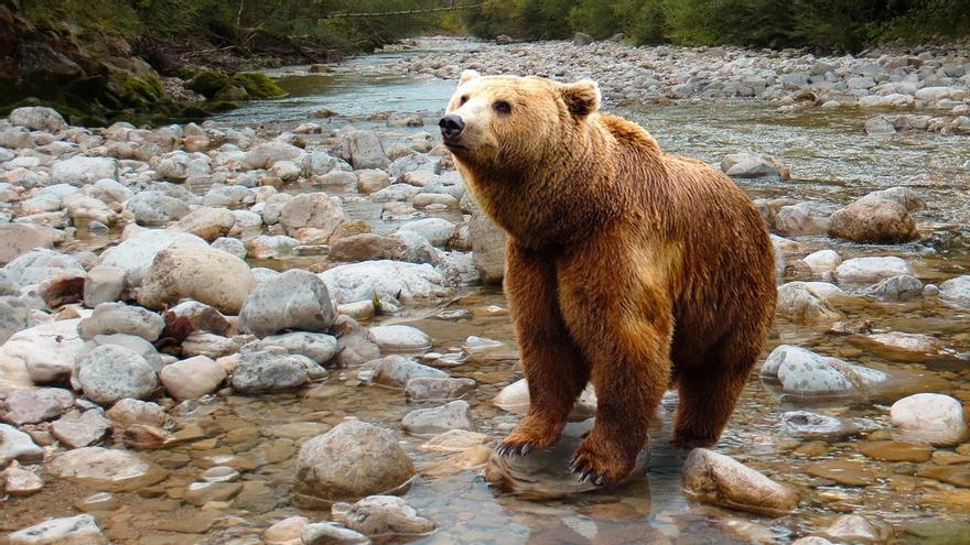 Las correrías de ‘Calavera’, un oso al que le encanta el tocino, en un pueblo asturiano