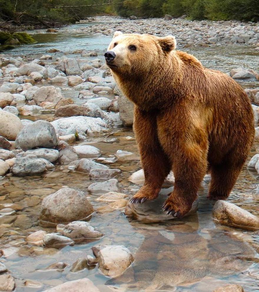 Las correrías de ‘Calavera’, un oso al que le encanta el tocino, en un pueblo asturiano