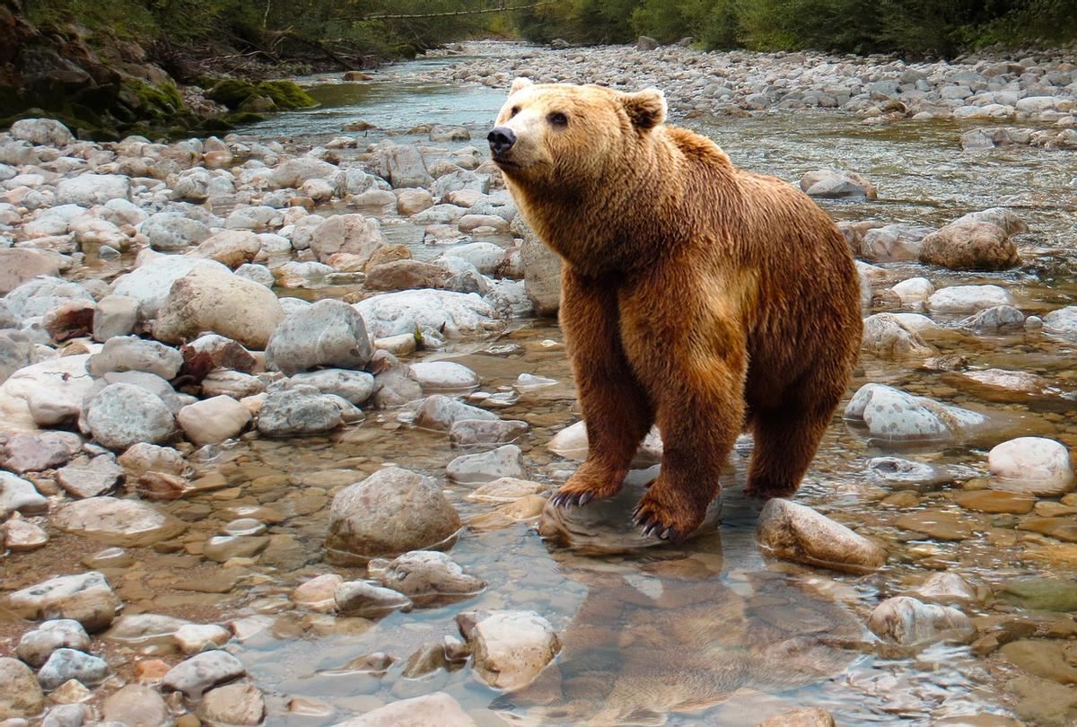 Ejemplar de oso pardo.