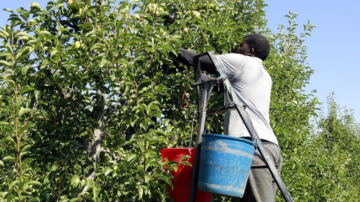 Un trabajador extranjero trabajando en el campo.