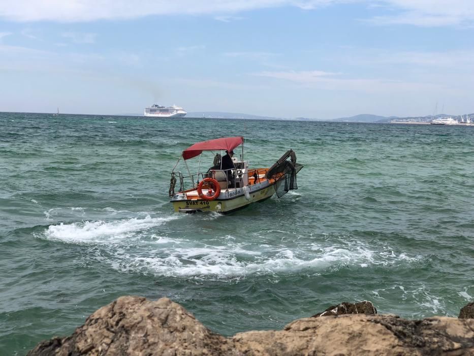 La carabela portuguesa llega a Mallorca: Operativo de limpieza tras encontrar un ejemplar en el Molinar