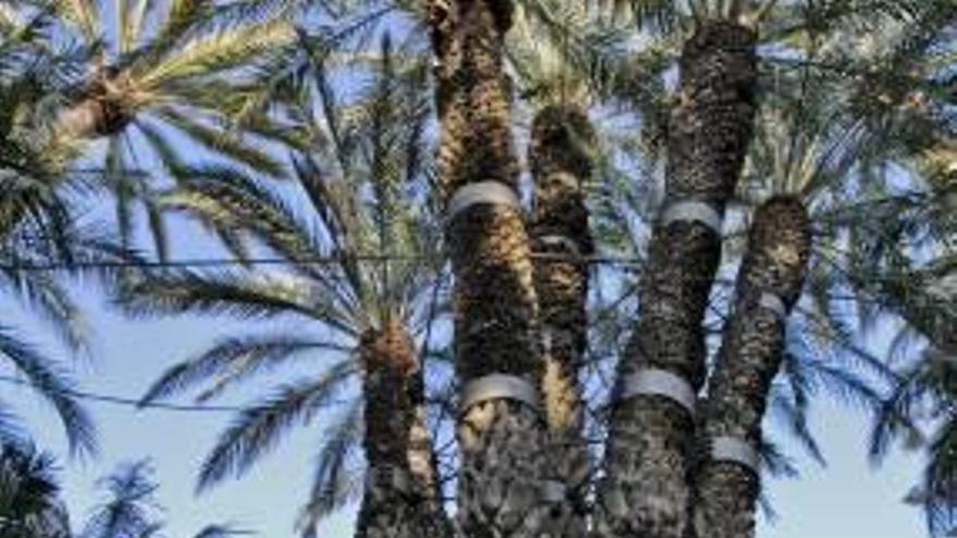 La Palmera Imperial opta a ser Árbol Europeo