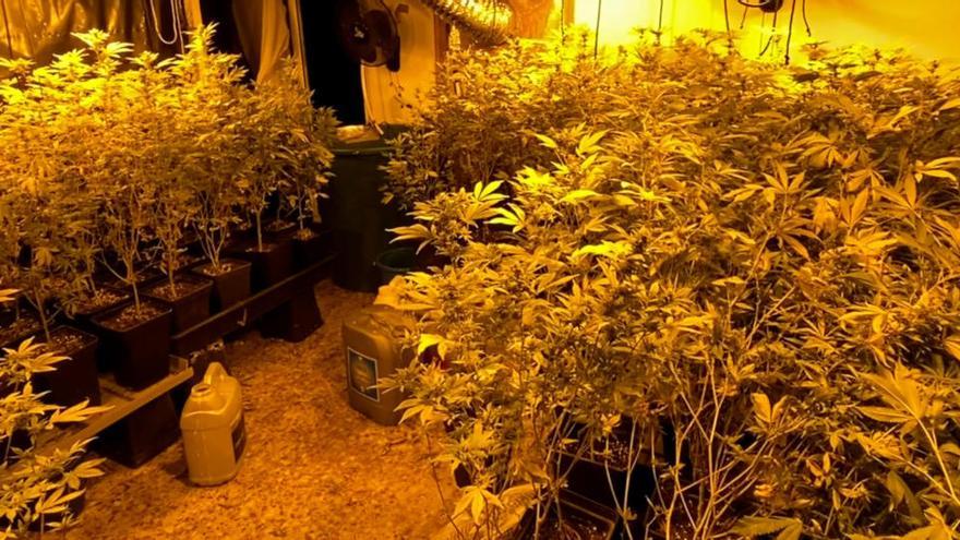 Una de les plantacions interiors d&#039;un grup especialitzat en cultiu interior de marihuana que venia la droga en una associació cannàbica