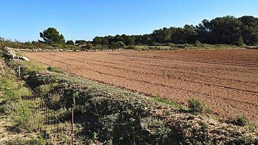 Terreno de la Mola en el que está proyectado el parque solar.