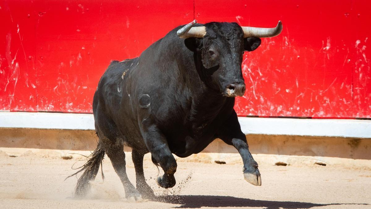 El torero Tomás Angulo herido «muy grave» tras una cogida en la plaza de Moralzarzal