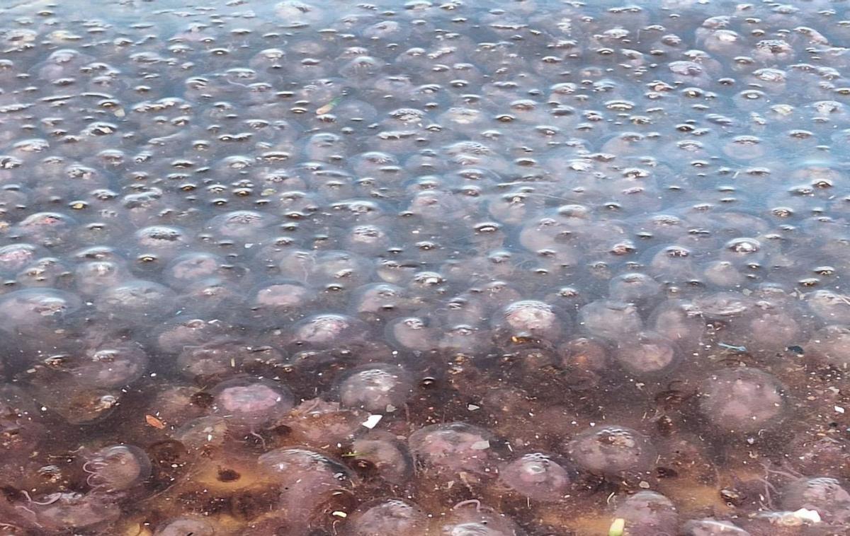 Bancos de medusas: algo no va bien en el mar