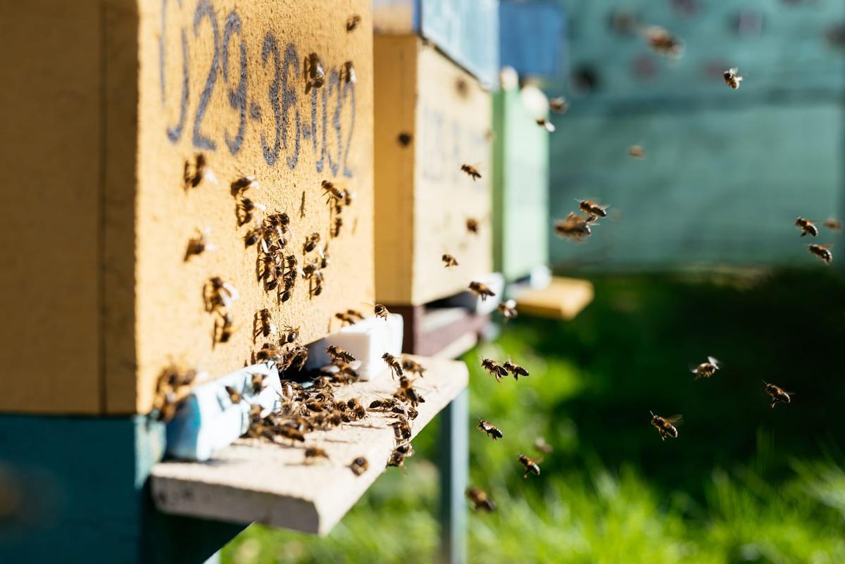 Abejas en el colmenar de Daniel Currás en Meira.