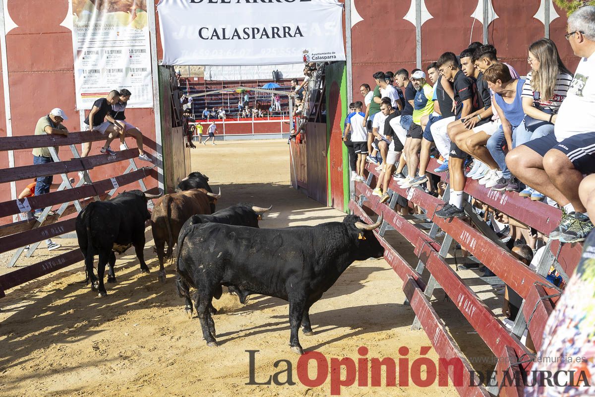 Sexo encierro de la Feria Taurina del Arroz, con la ganadería de Galache, que se ha saldado con un herido por asta de toro