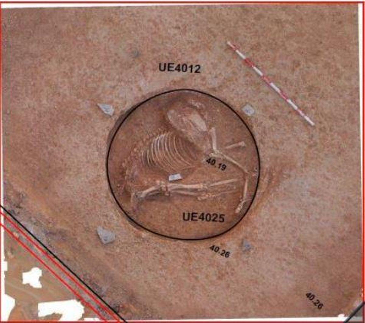 Imagen de la posición del équido hallado en las excavaciones de la plaza de la iglesia.
