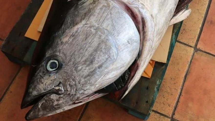 Capturado un atún de 200 kilos en Ibiza