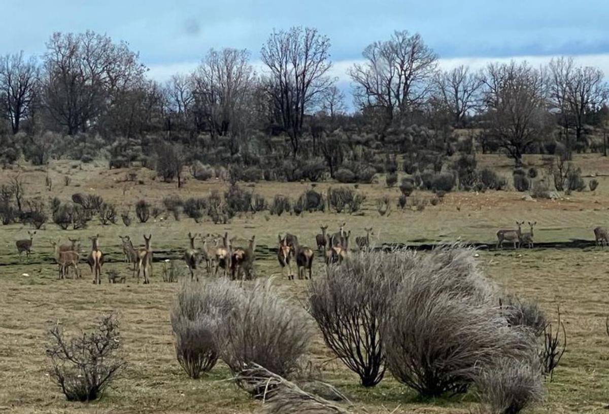 &quot;La fauna salvaje nos echa de los pueblos&quot;