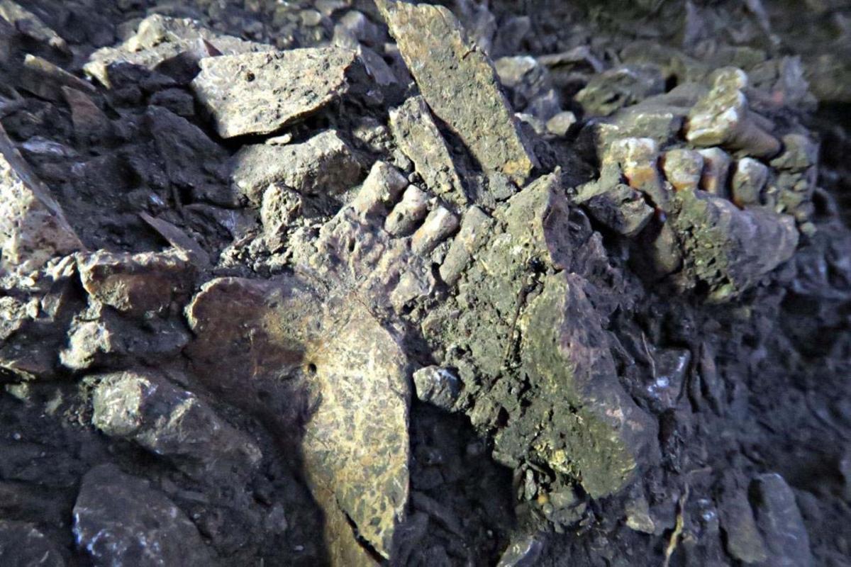 Restos de un neandertal llamado Thorin tal como fueron encontrados en la Cueva Mandrin.