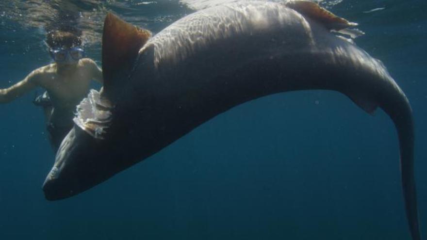 Ejemplar de tiburó muerto hallado en Formentera.