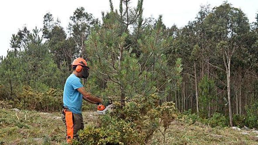 Un operario desbroza una finca.