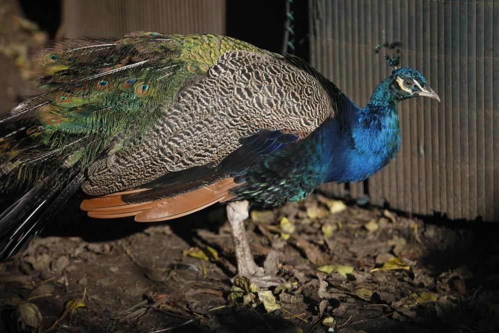 El parque Isabel la Católica supera las 600 aves