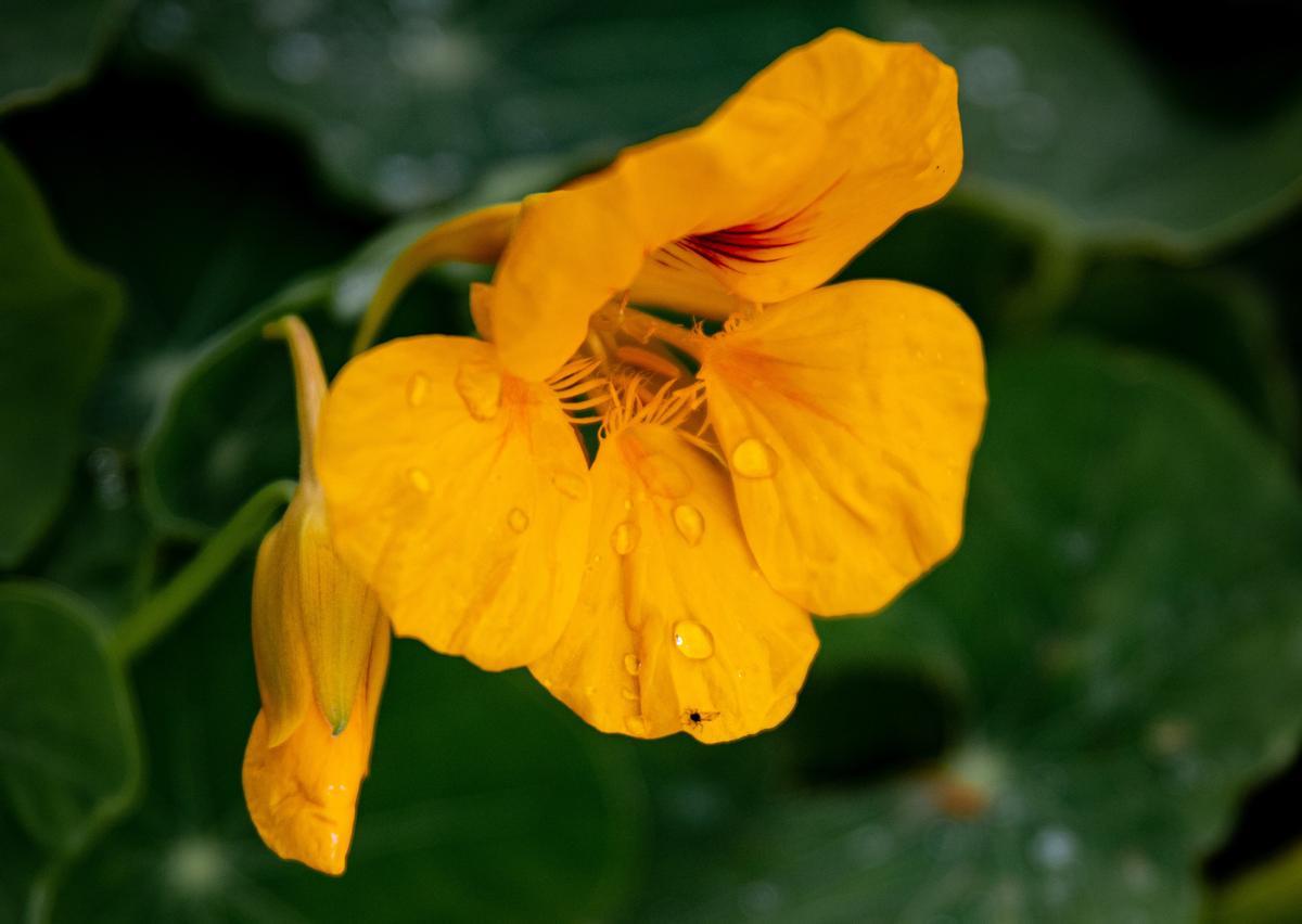 Infusiones de hojas de capuchina, una planta que actúa como descongestionante.