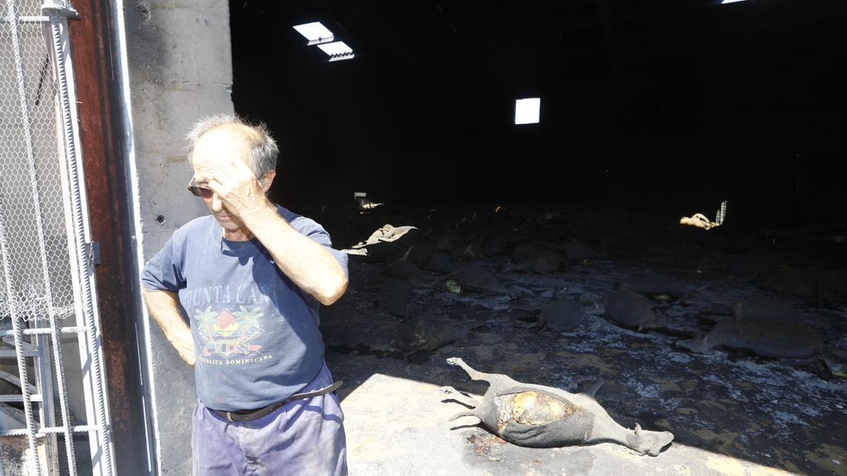 Pascual Melero, uno de los hermanos ganaderos, junto a la nave donde reposaban los 400 cadáveres de ganado ovino.