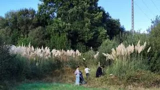 O Grove intensifica la lucha contra la hierba de la Pampa