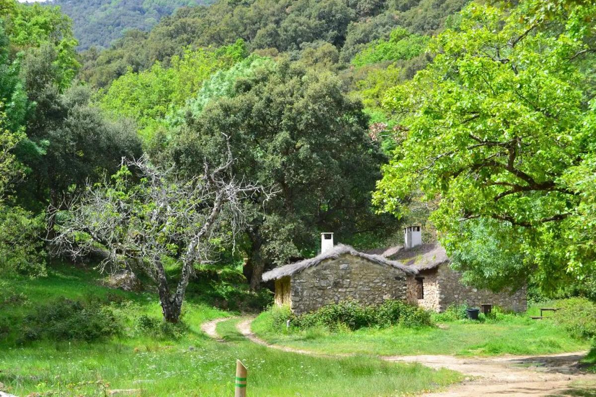 Bosque de La Sauceda, el paraje natural en el que se pueden ver ciervos y buitres entre alcornoques