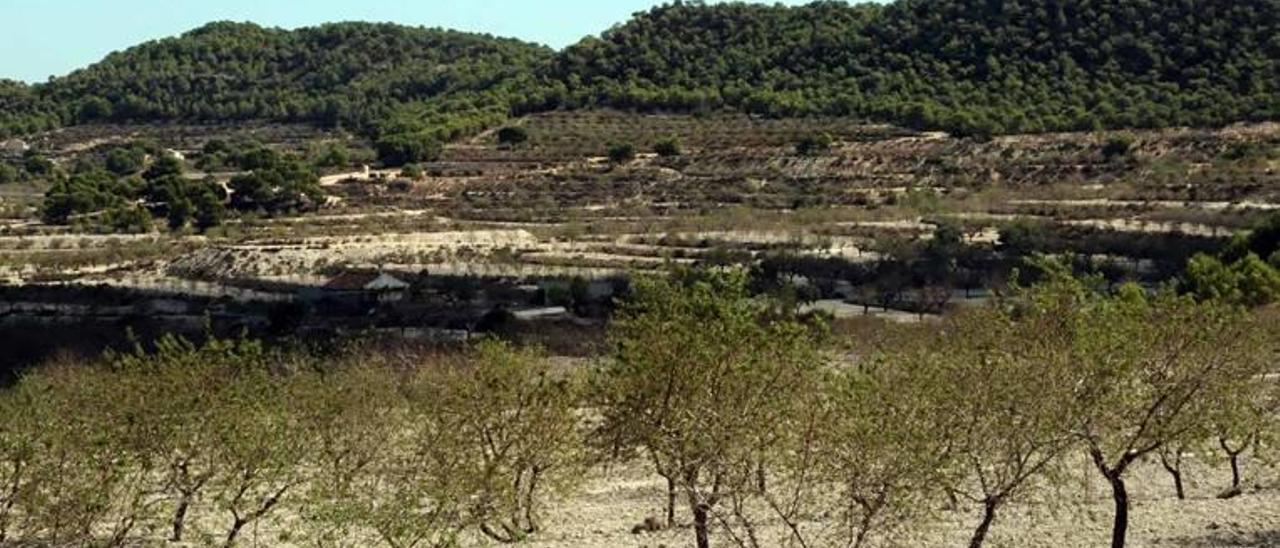 El entorno de Sierra Escalona cuenta con una rica flora y fauna únicas en la provincia de Alicante y en sus terrenos se cultivan almendros y cítricos.