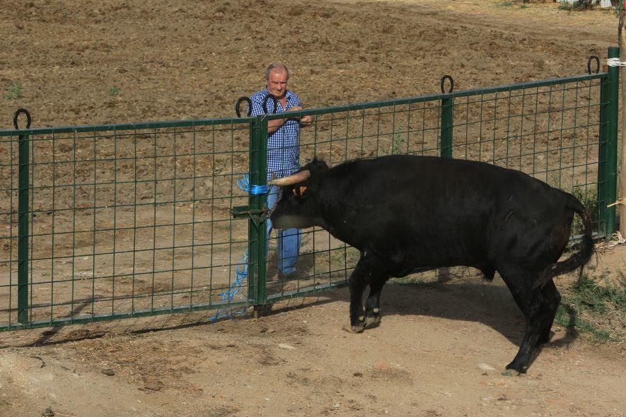 Encierro taurino en San Miguel de la Ribera