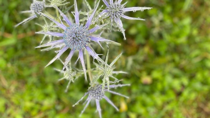 Flor del panical blau, Bages.