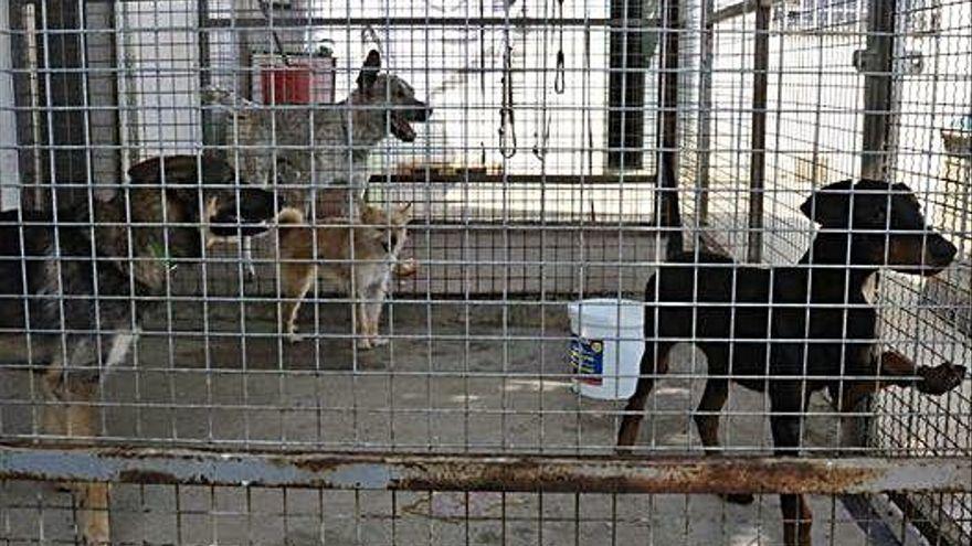 Animales en la perrera municipal de Los Llanos.