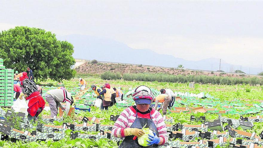 Varios jornaleros trabajan en un campo de lechugas en la campaña de abril de este año.