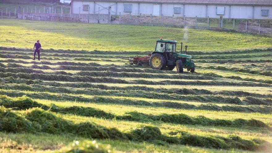 Un tractor y un trabajador recogen forraje en una finca de Escuadro, parroquia de Silleda. // Bernabé/Gutier