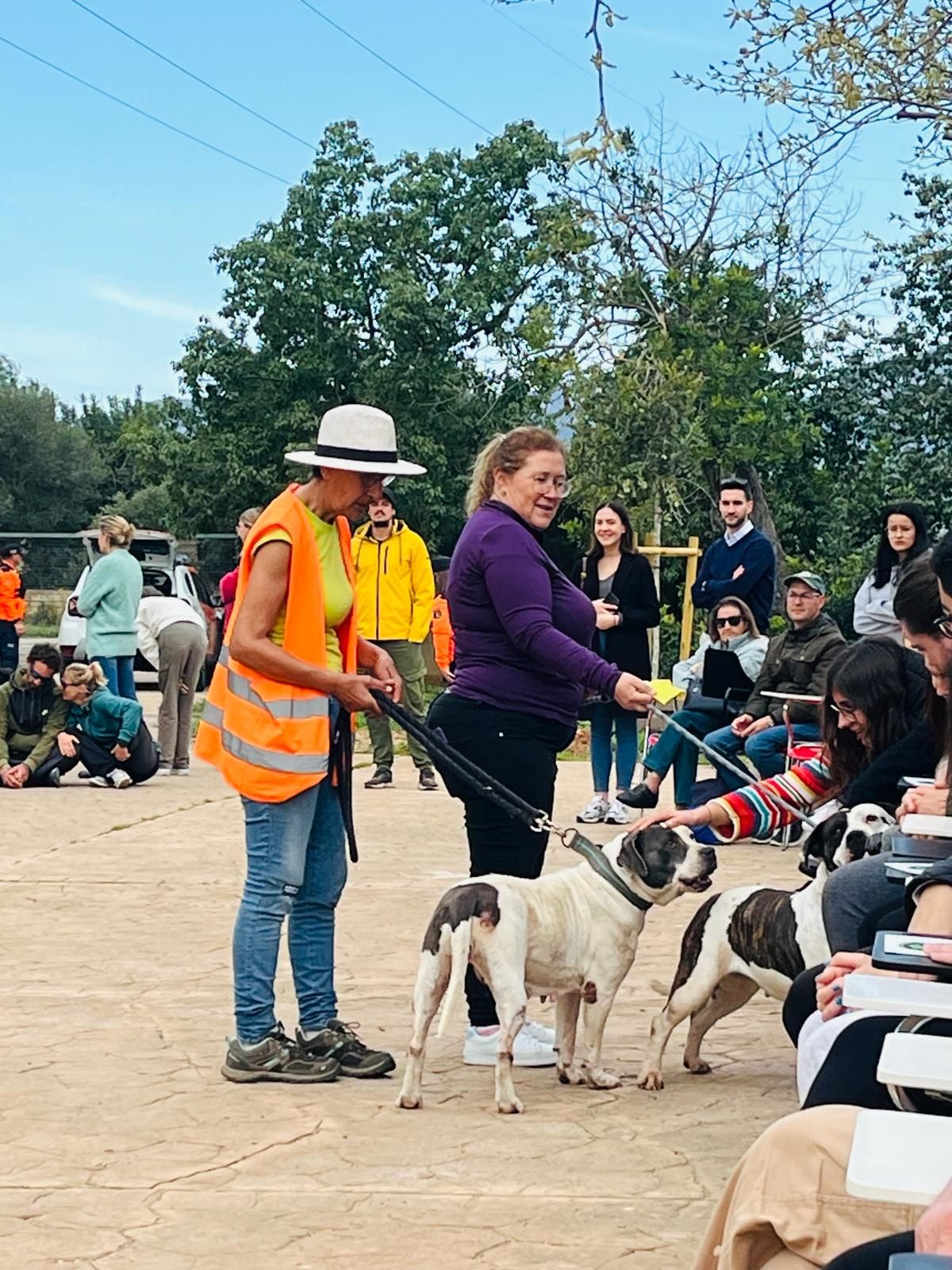 Así ha sido el desfile de Peluditos de Son Reus: Decenas de perros buscan un hogar en Mallorca