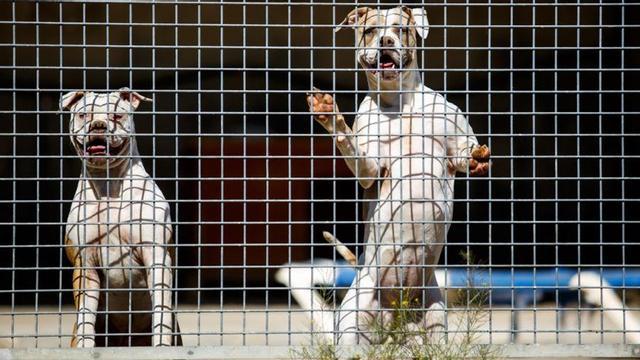 Dos de los perros miran al fotógrafo a través de las rejas de la jaula donde se encuentran en el centro de animales.