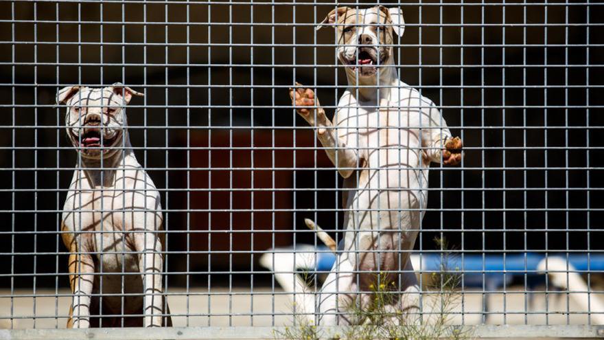 Dos de los perros miran al fotógrafo a través de las rejas de la jaula donde se encuentran en el centro de animales.