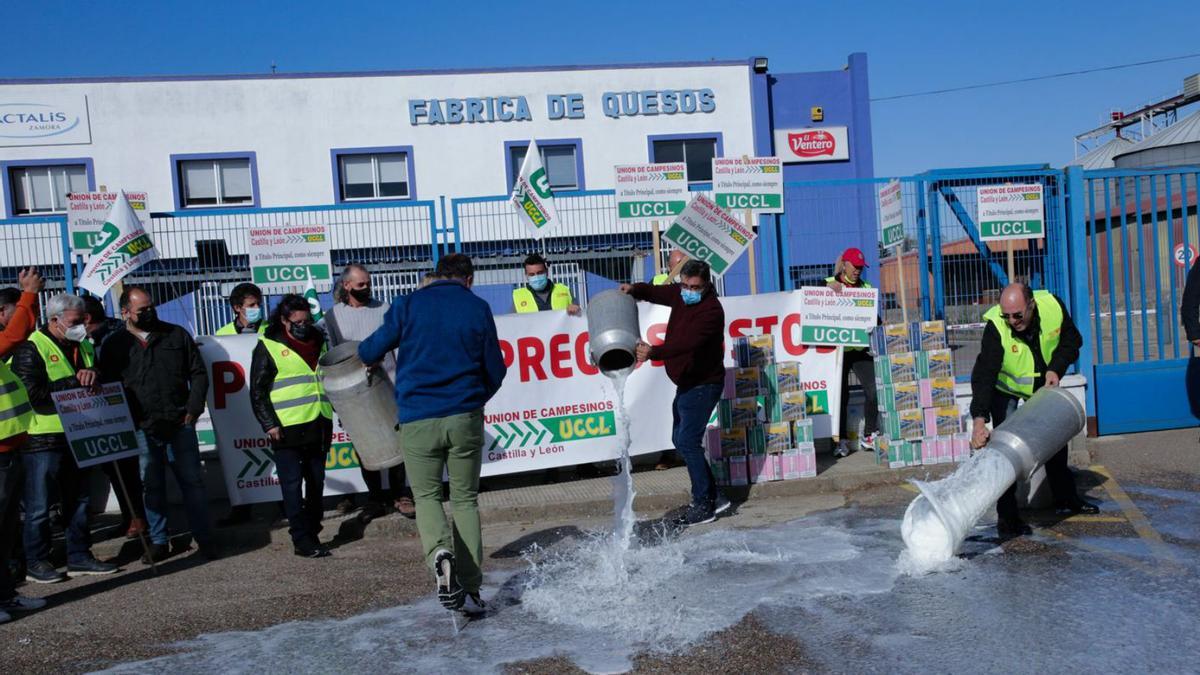 Ganaderos tiran leche a la puerta de Lactalis Zamora durante la concentración del pasado noviembre. | A. B.