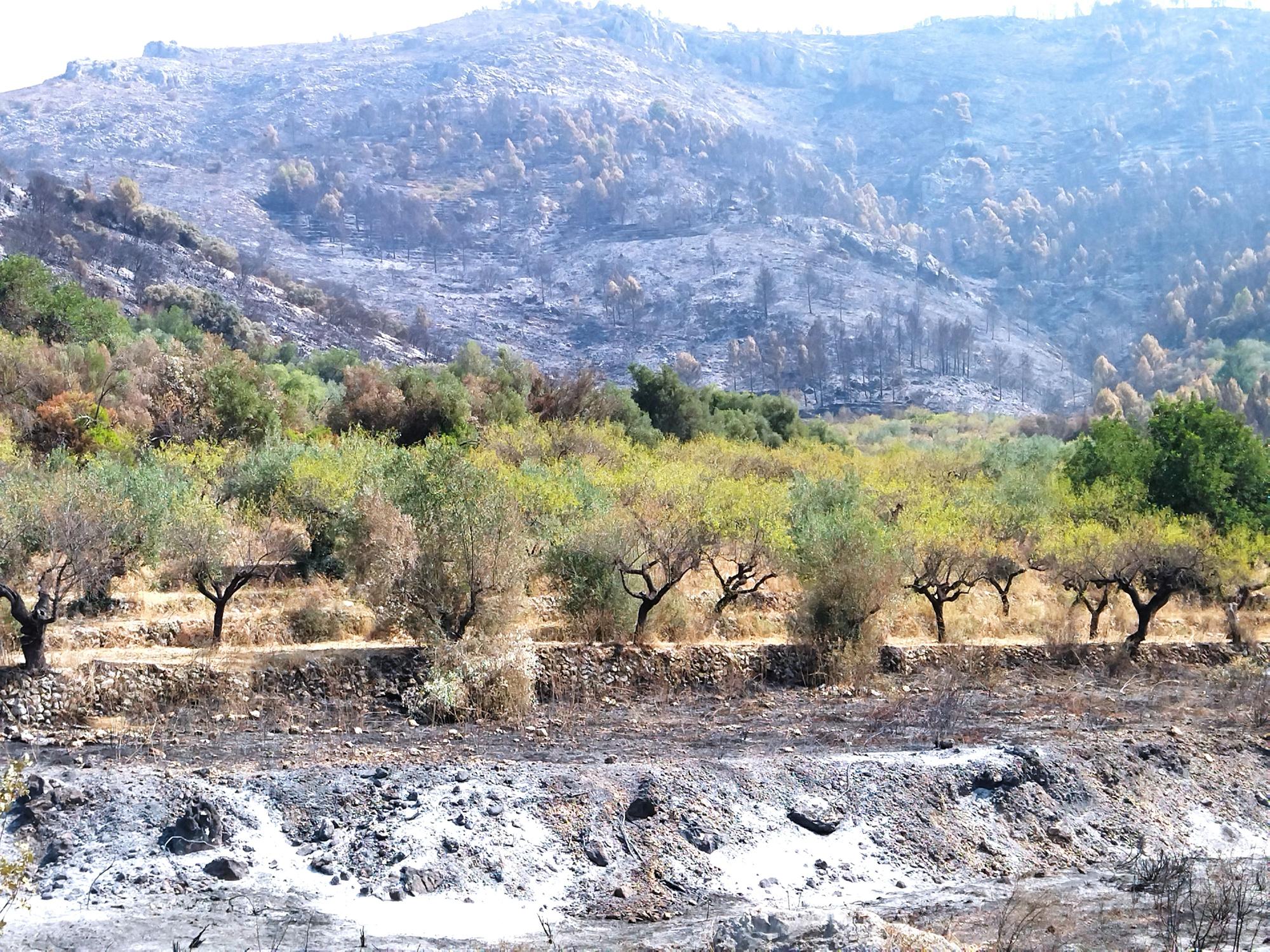 Cenizas por delante y devastación en la montaña y, en medio, un cultivo de olivos que conserva la vida y el verdor