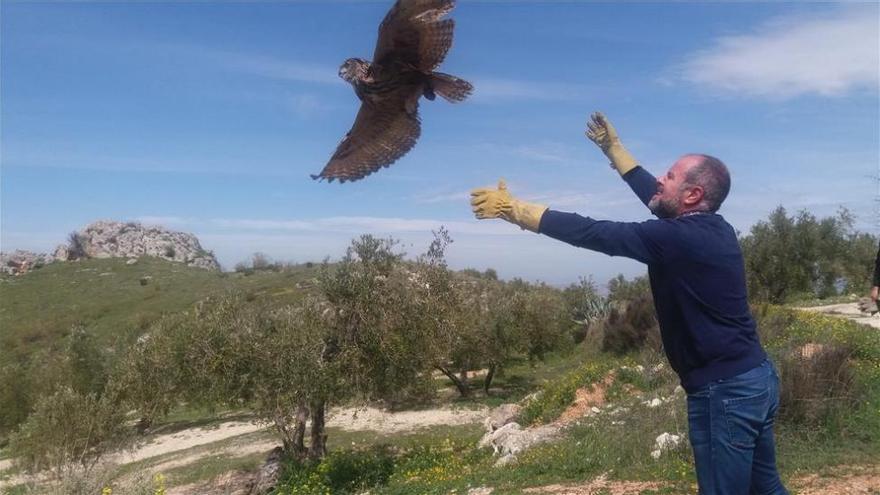 Liberan en la Subbética cinco ejemplares de aves recuperadas