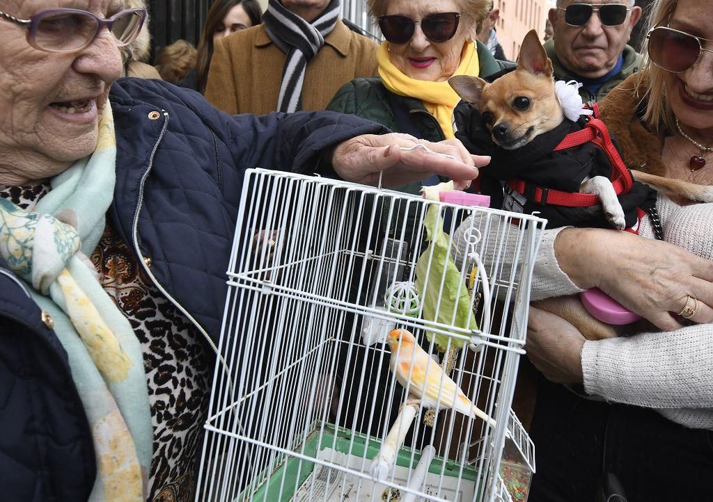 Así ha sido la bendición de animales por San Antón en Murcia