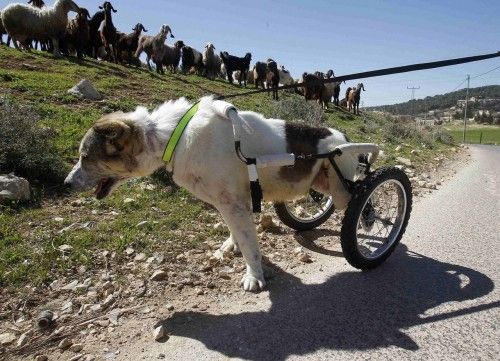 Abayed, un perro de seis años, camina con su silla de ruedas especial en el Centro Humano por el Bienestar Animal de Amman