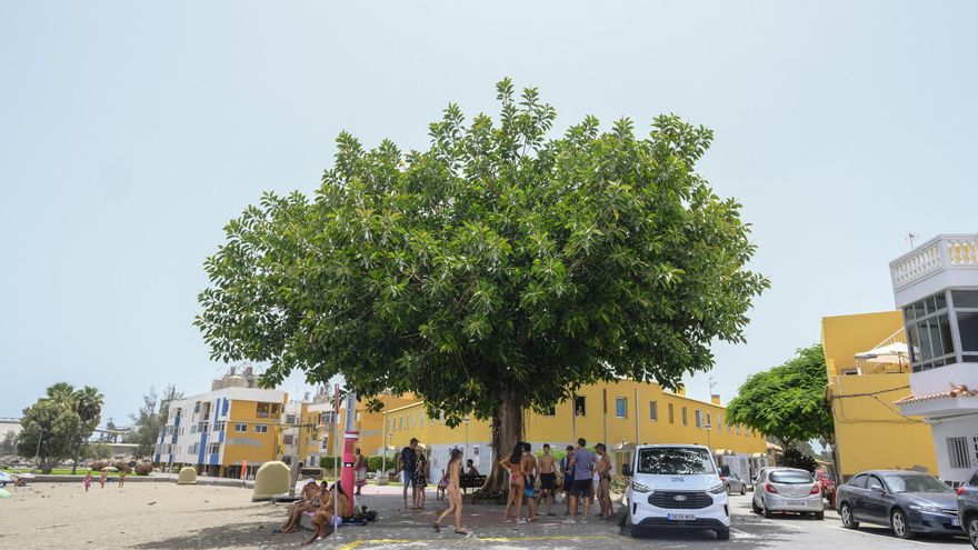 Calor en Gran Canaria: aviso rojo a la sombra del ficus de El Pajar