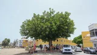 Calor en Gran Canaria: aviso rojo a la sombra del ficus de El Pajar