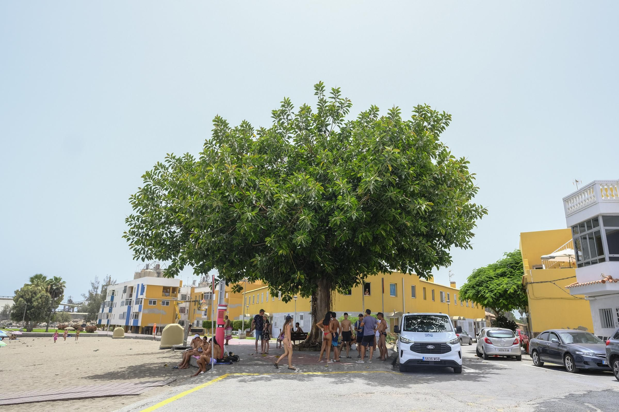 Alrededor de una veintena de personas se refugia del sol bajo el ficus que preside la avenida marítima de El Pajar, en SanBartolomé de Tirajana.
