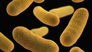 Borrachos sin alcohol: el sorprendente papel de las bacterias intestinales.