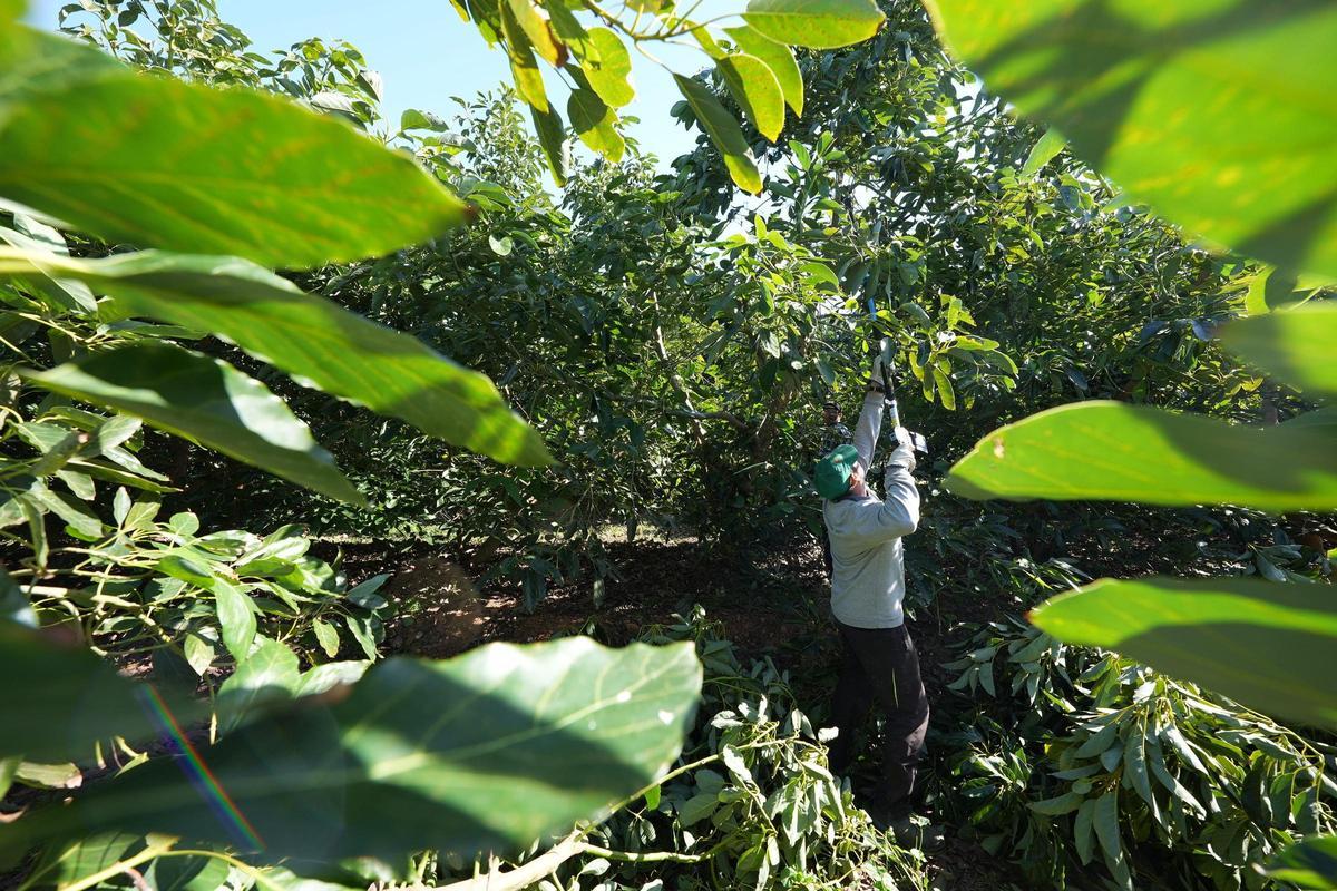 Un trabajador en una finca de aguacates de Castellón.