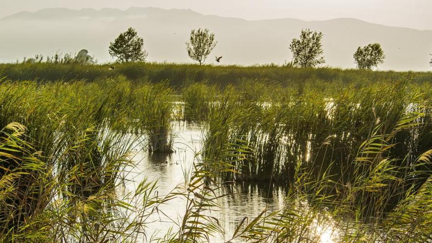 Els aiguamolls artificials de depuració del delta de l&#039;Ebre