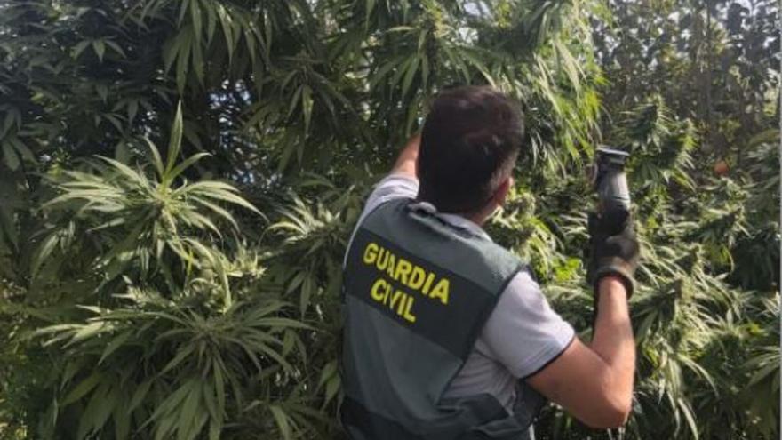 La Guardia Civil aprehende más de 900 plantas de marihuana en Alcàsser y Picassent