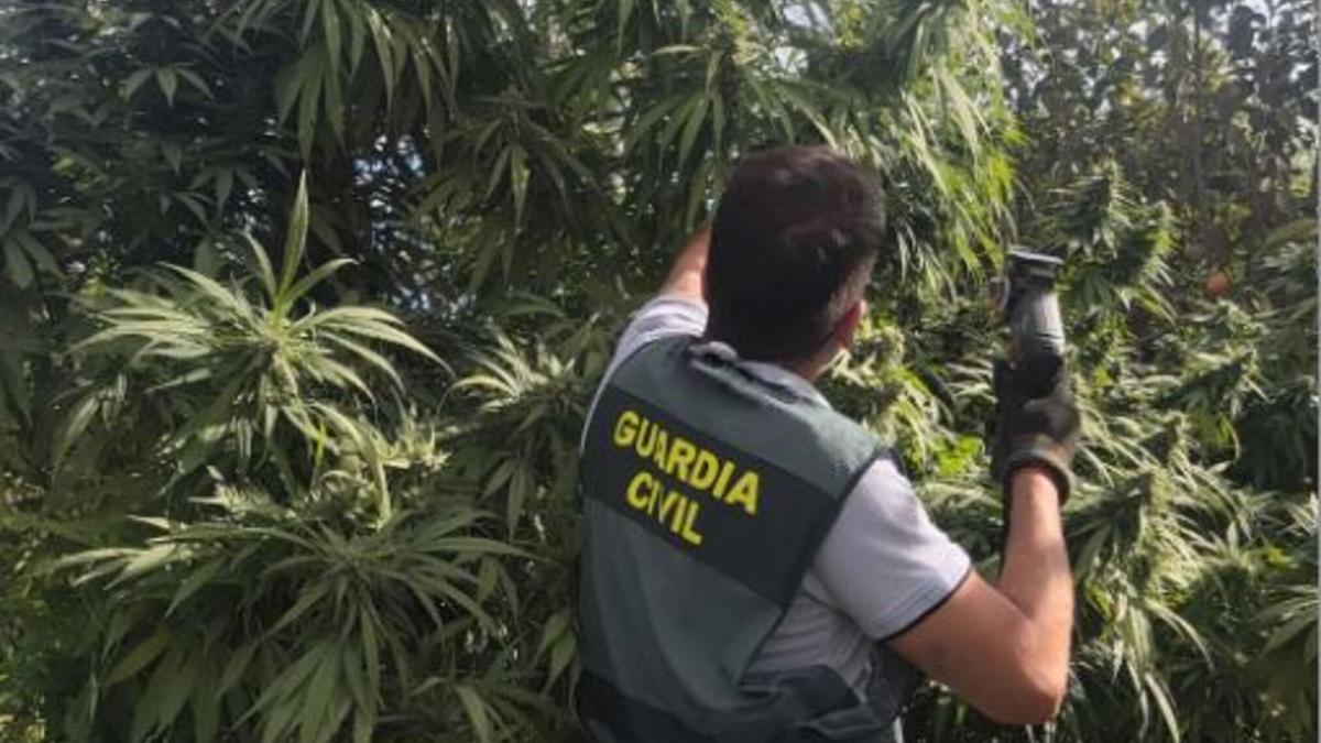 La Guardia Civil descubre una plantación de marihuana en Picassent.
