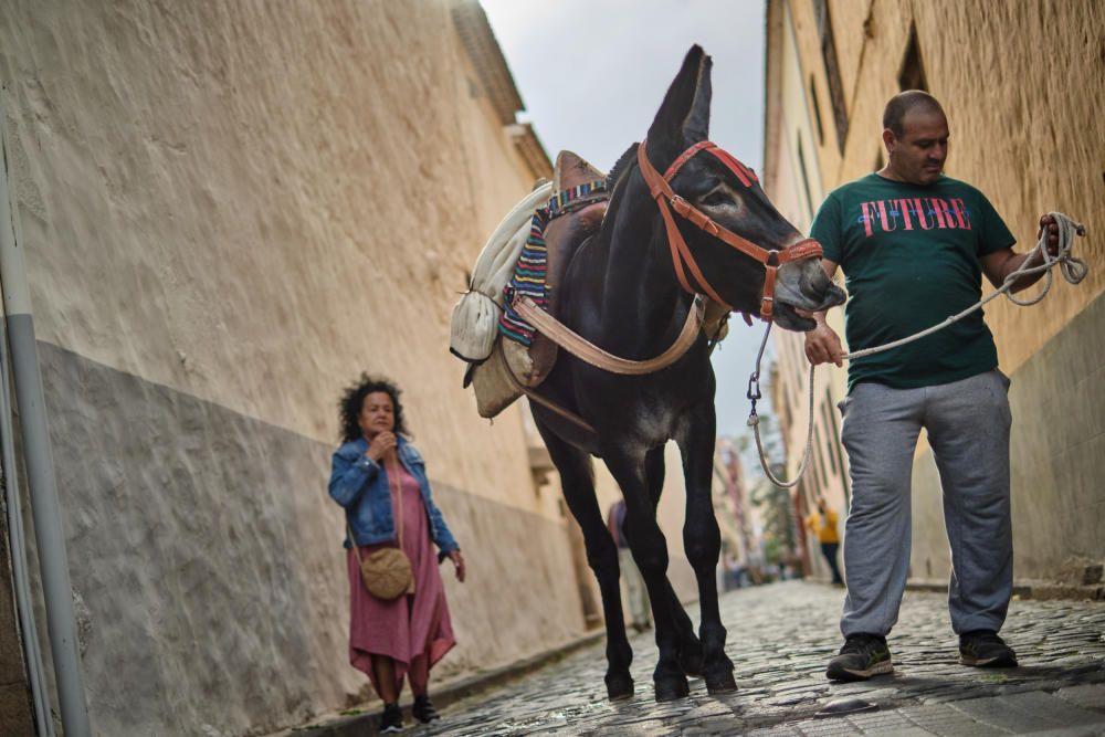 Noche de los burros en La Laguna