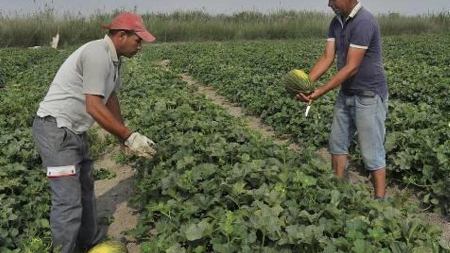 El melón de Carrizales se queda en casa